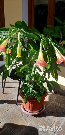 Бругмансия