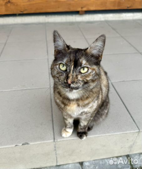 Котенок в опасности, ищет дом