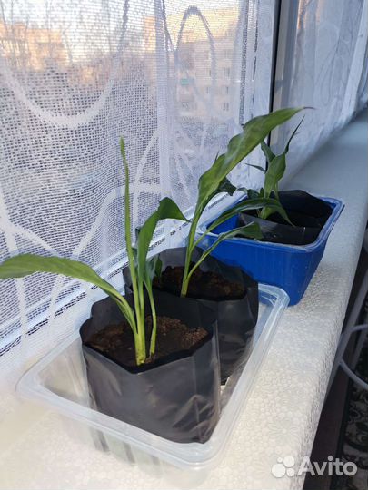 Спатифиллум