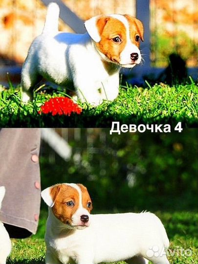 Щенки Джек рассела терьера
