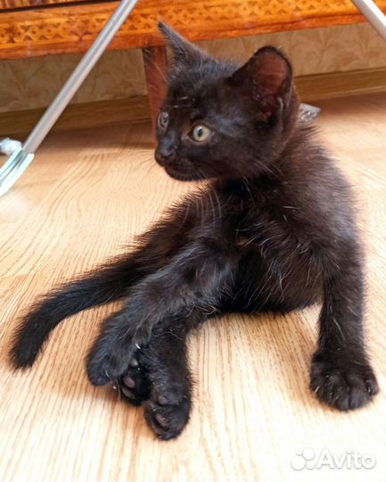 Маленький чёрный котёнок ищет дом