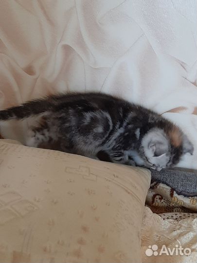 Шотландская