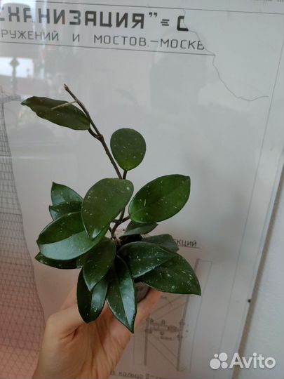 Хойя карноза