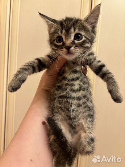 Котенок в добрые руки