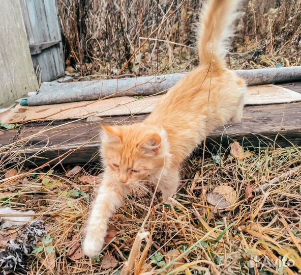 Две кошечки, 4 мес