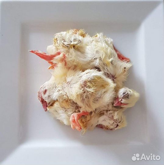 Цыплята суточные шоковая заморозка