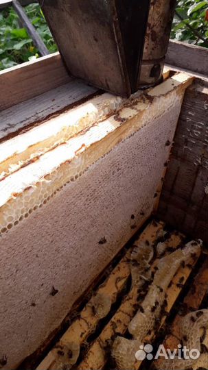 Мёд башкирский