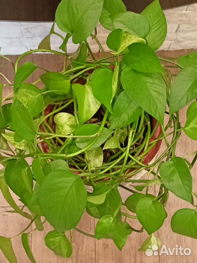 Эпипремнум-Сциндапсус