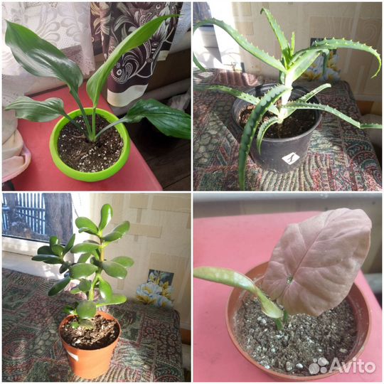 Домашние цветы