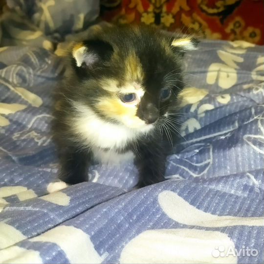 Котята в добрые руки бесплатно мальчик