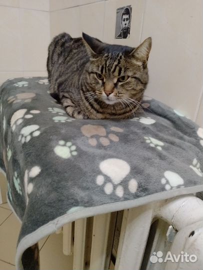 Продаётся кошка