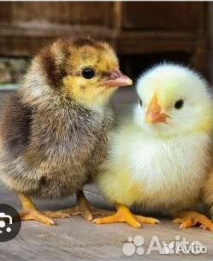 Цыплята