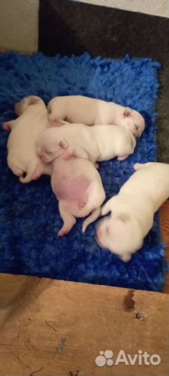 Щенки чихуахуа