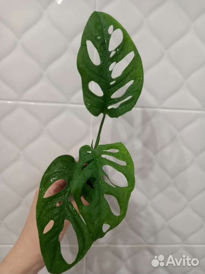 Филодендрон монстера каладиум