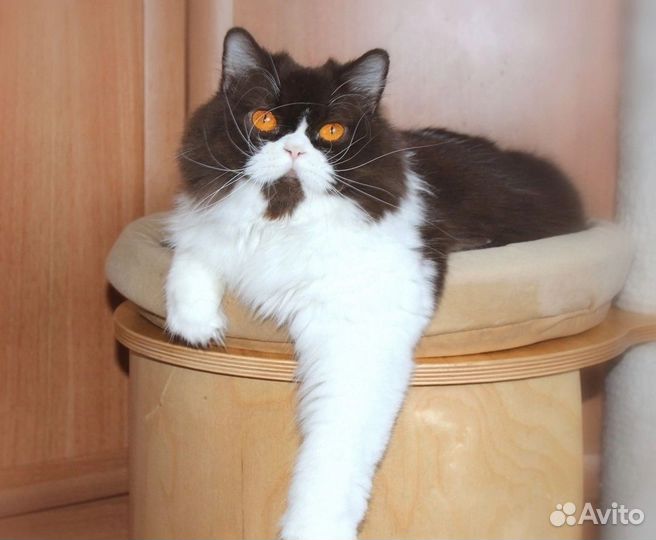 Кошки в добрые руки