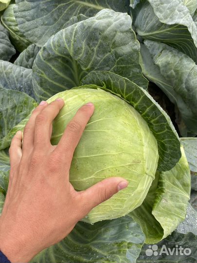 Торг на месте