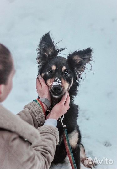 Собака сука девочка в добрые руки бесплатно
