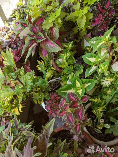 Колеусы вегетативные