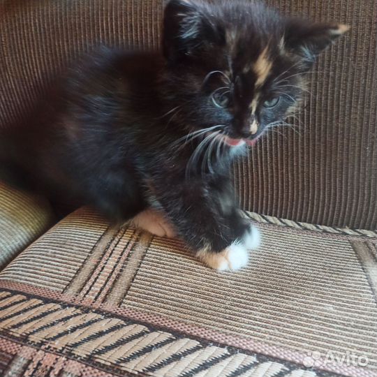 Трехцветная кошка