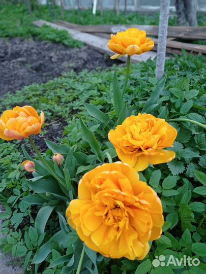 Луковицы тюльпанов