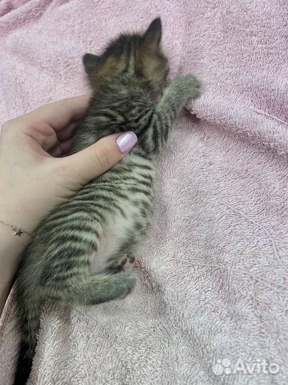 Котенок в дар бесплатно