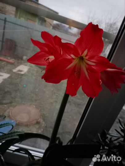 Гиппиаструм