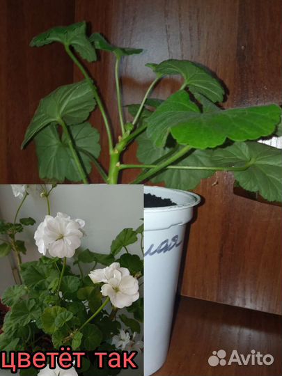 Пеларгония герань