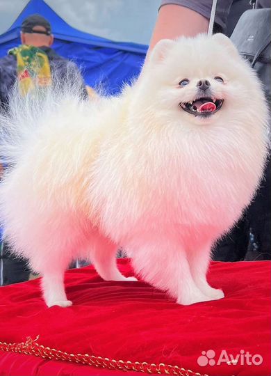 Вязка мини мальчик