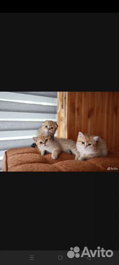 Шотланская кошка