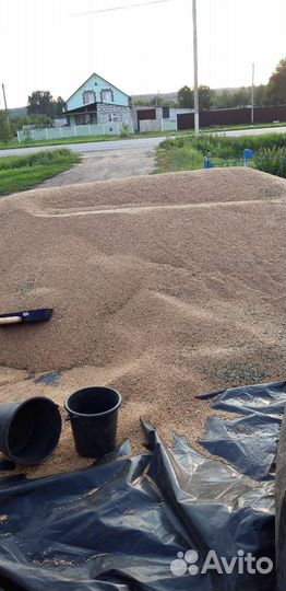 Зерно пшеница урожай 2023