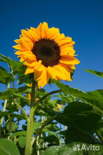 Подсолнухи букет подсолнухов