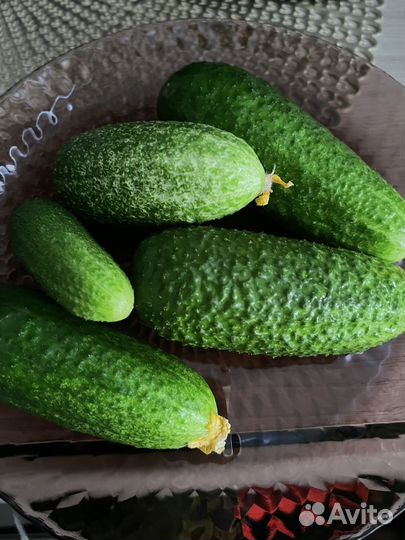 Рассада огурцов