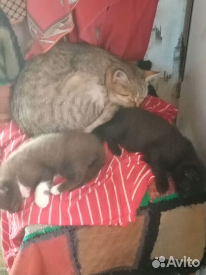 Котята в добрые руки