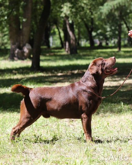 Лабрадор вязка