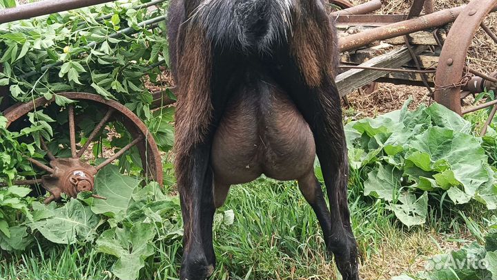 Коза дойная молочная