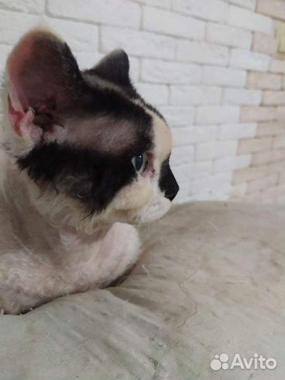 Девон-рекс в добрые руки