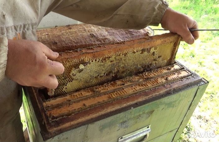 Мёд натуральный из Алтая оптом от 16 кг