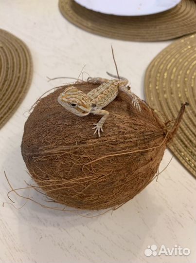 Бородатая агама