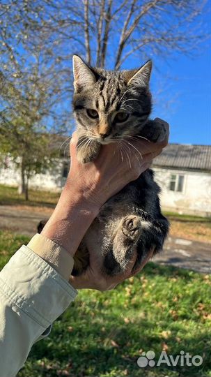 Кошка