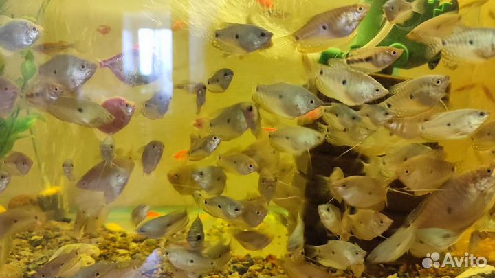 Аквариумные рыбки