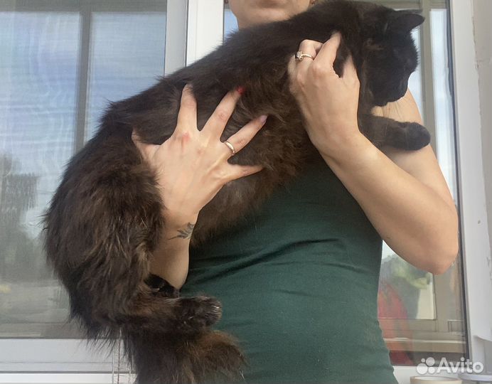 Отдам в добрые руки котика