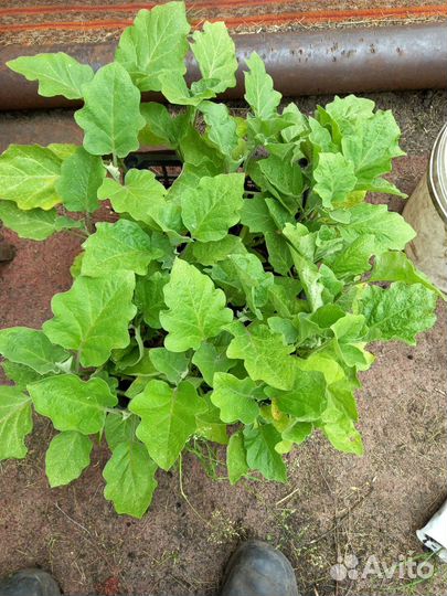 Рассада разная