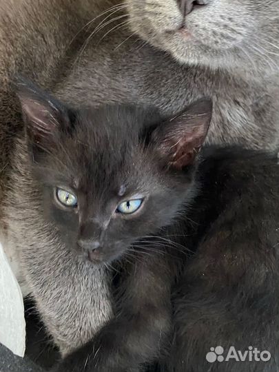 Черный котенок