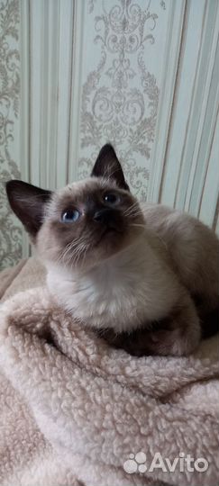 Котята в дар