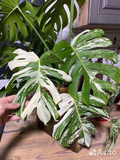 Монстера вариегатная альба