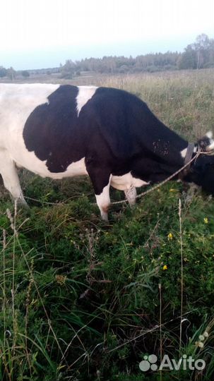 Корова стельная