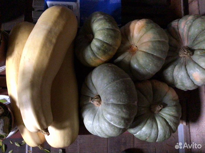 Тыква, кабачки