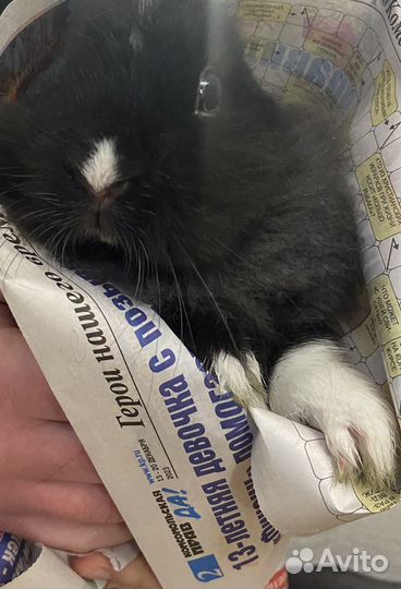 Декоративный кролик бесплатно