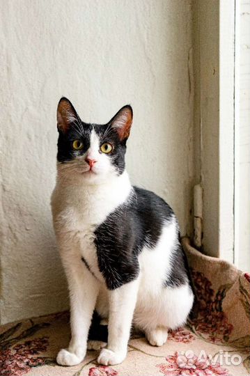 Кошки в добрые руки бесплатно