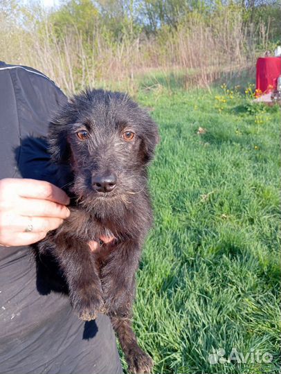 Щенок коротколапик